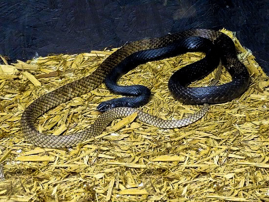 Fun things to do in Hendersonville NC : Snakes at Serpentine Magic in Hendersonville, NC.  