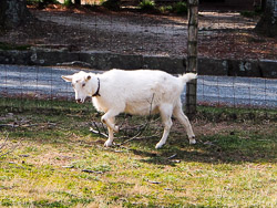 Carl Sandburg Goat in Flat Rock, NC. 