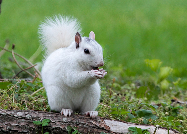 Fun things to do in Hendersonville NC : White Squirrel found in Brevard NC. 